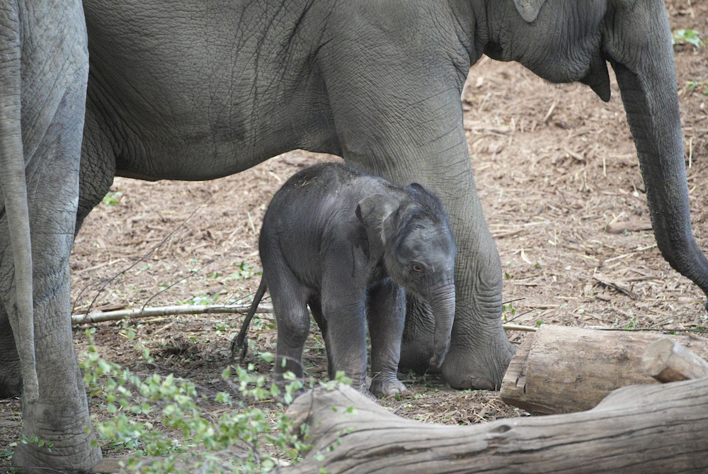  Elefant im Kölner Zoo geboren