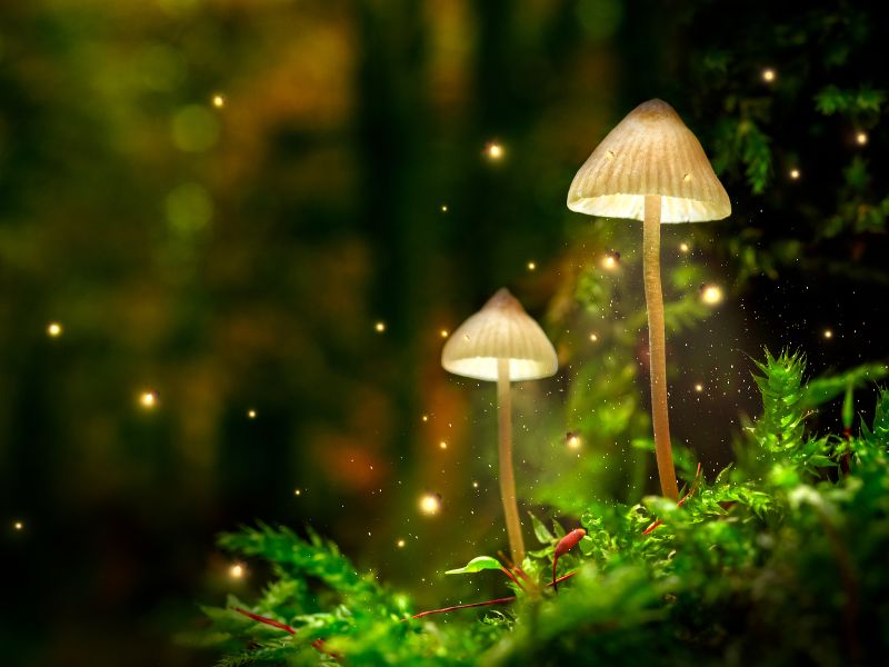 Unter dem Mantel der Nacht: Magische Aktivitäten unter dem Sternenhimmel