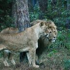 Einzigartige Übernachtung im Safaripark Beekse Bergen: Eine Nacht mit den Wildtieren